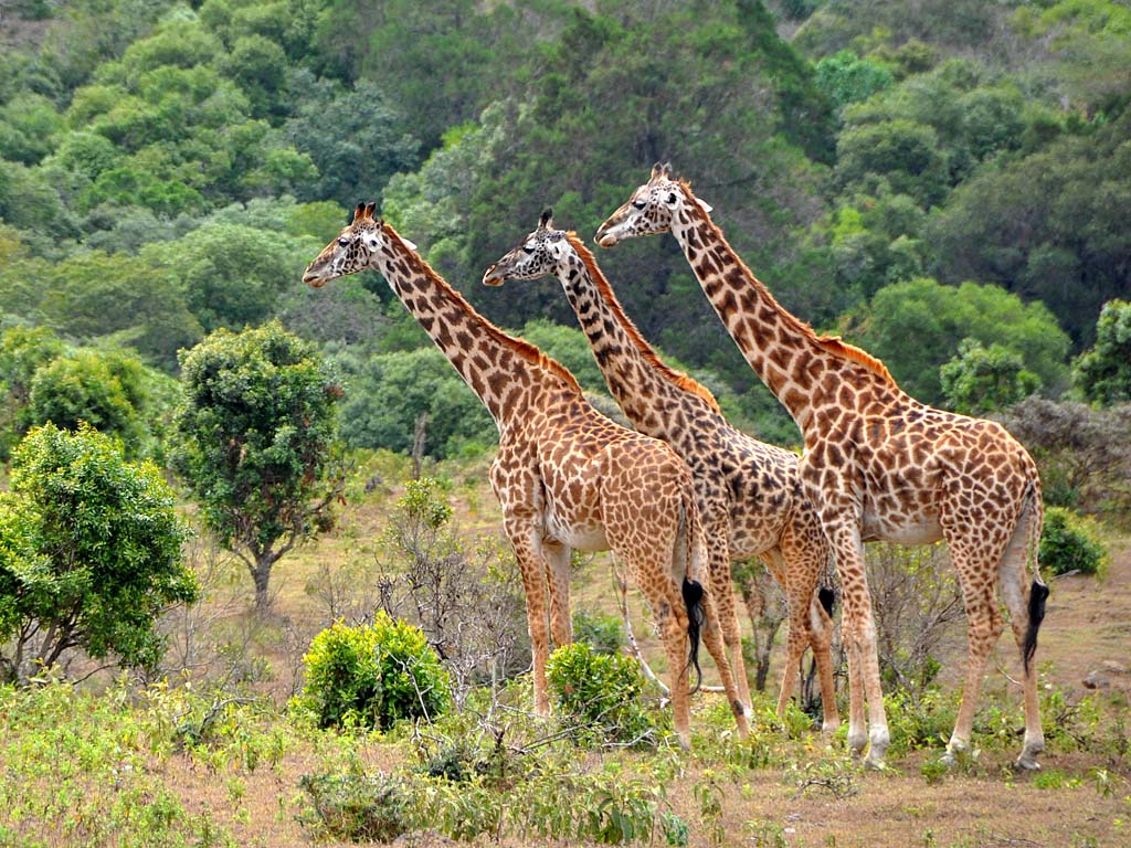 Wildlife & Birding Tours