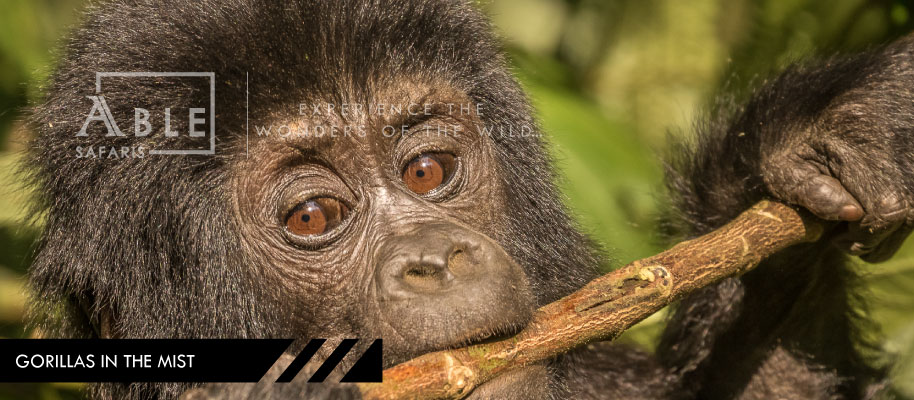 Gorilla & Primate Safaris