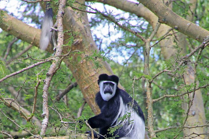 Wildlife & Primate Safaris