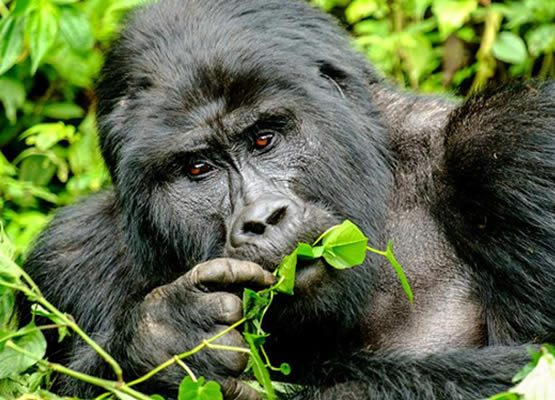Wildlife Safaris