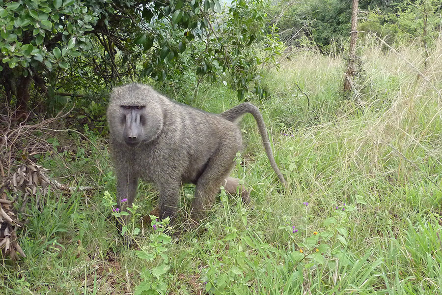 Primate Safaris