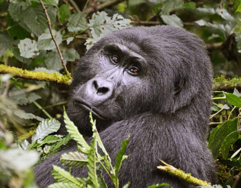 Gorilla Habituation Experience in Uganda