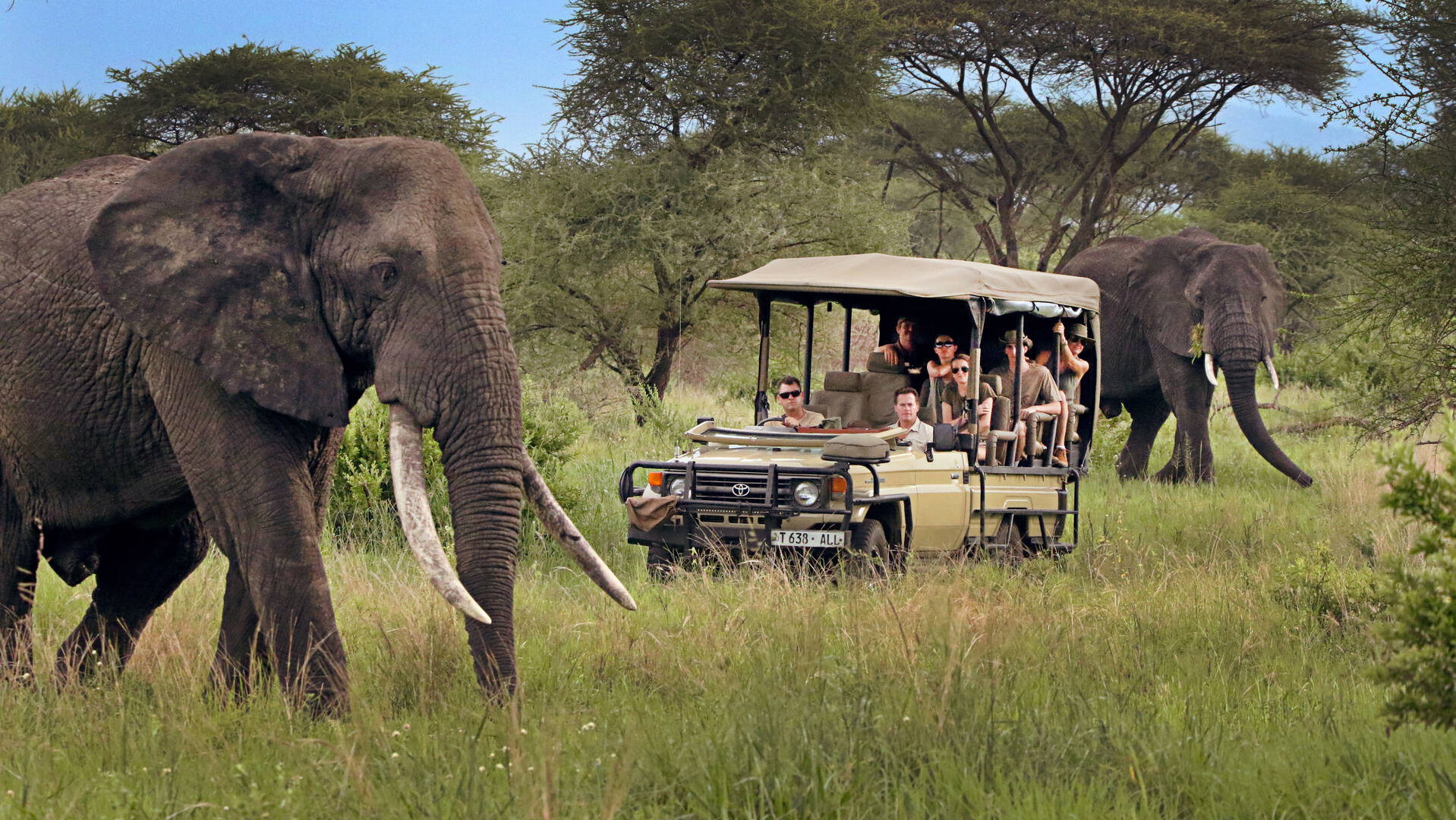 Wildlife Safaris