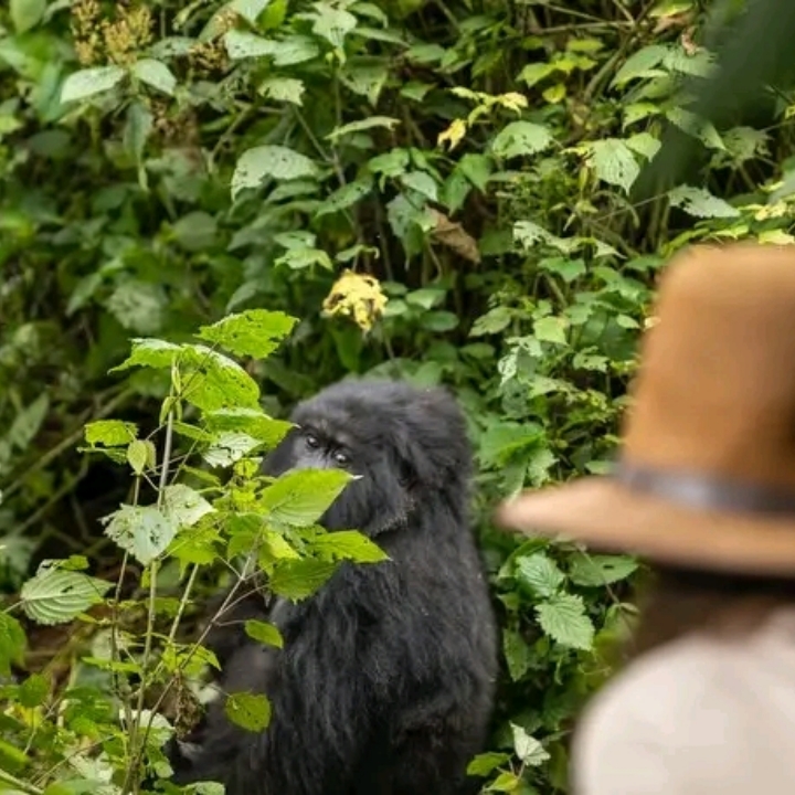 3 days Gorilla trekking in Bwindi impenetrable national park