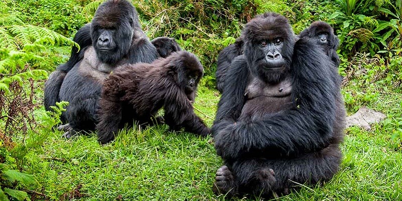 Gorilla & Primate Safaris