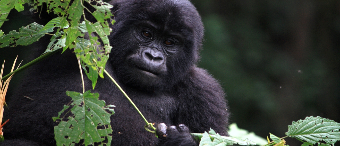 Gorilla & Primate Trekking