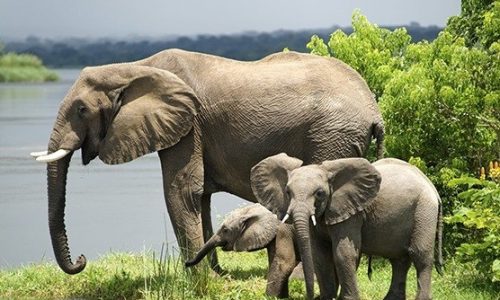 Wildlife Game Drives