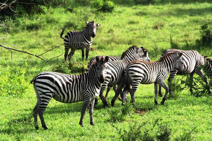 Wildlife Safaris
