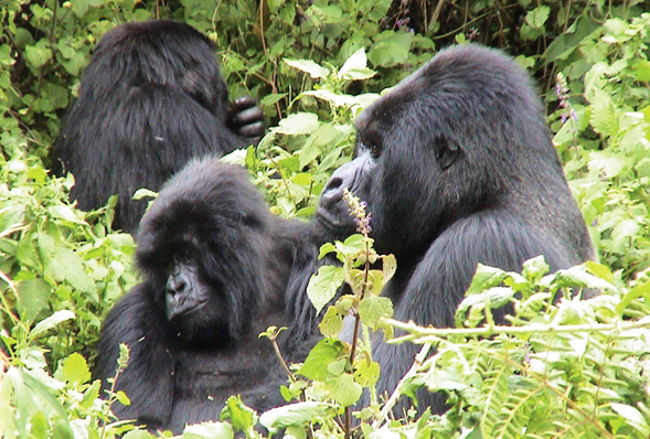 Gorilla & Primate Safaris