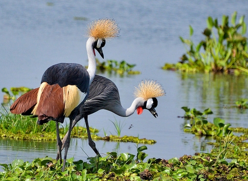Explore Uganda