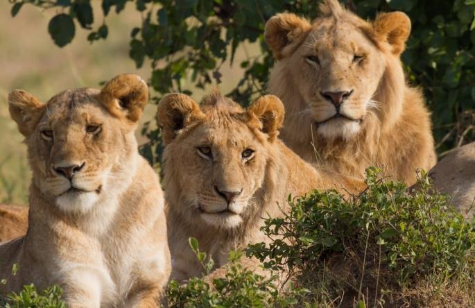 Wildlife Safaris