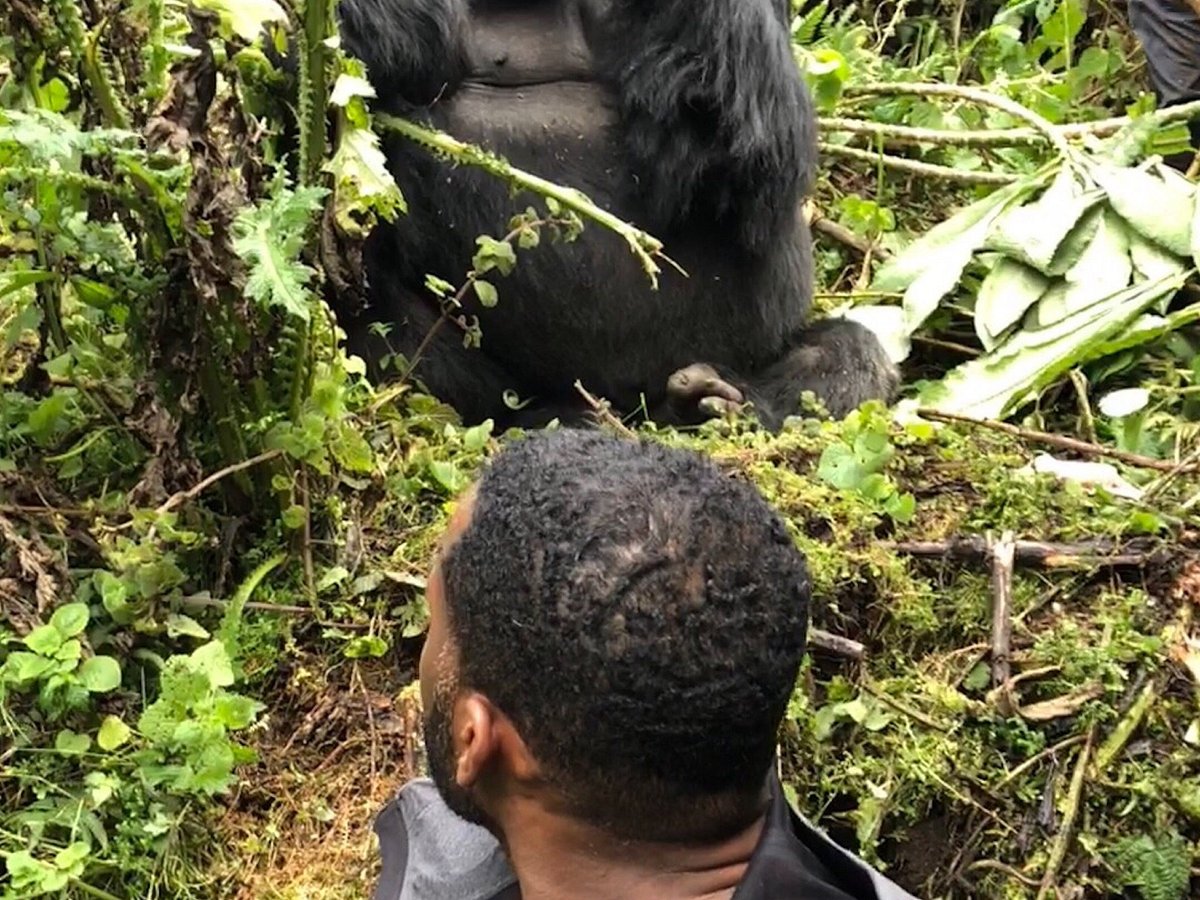 Gorilla Trekking