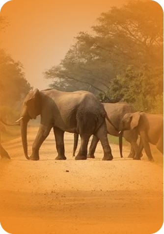 Wildlife Safaris