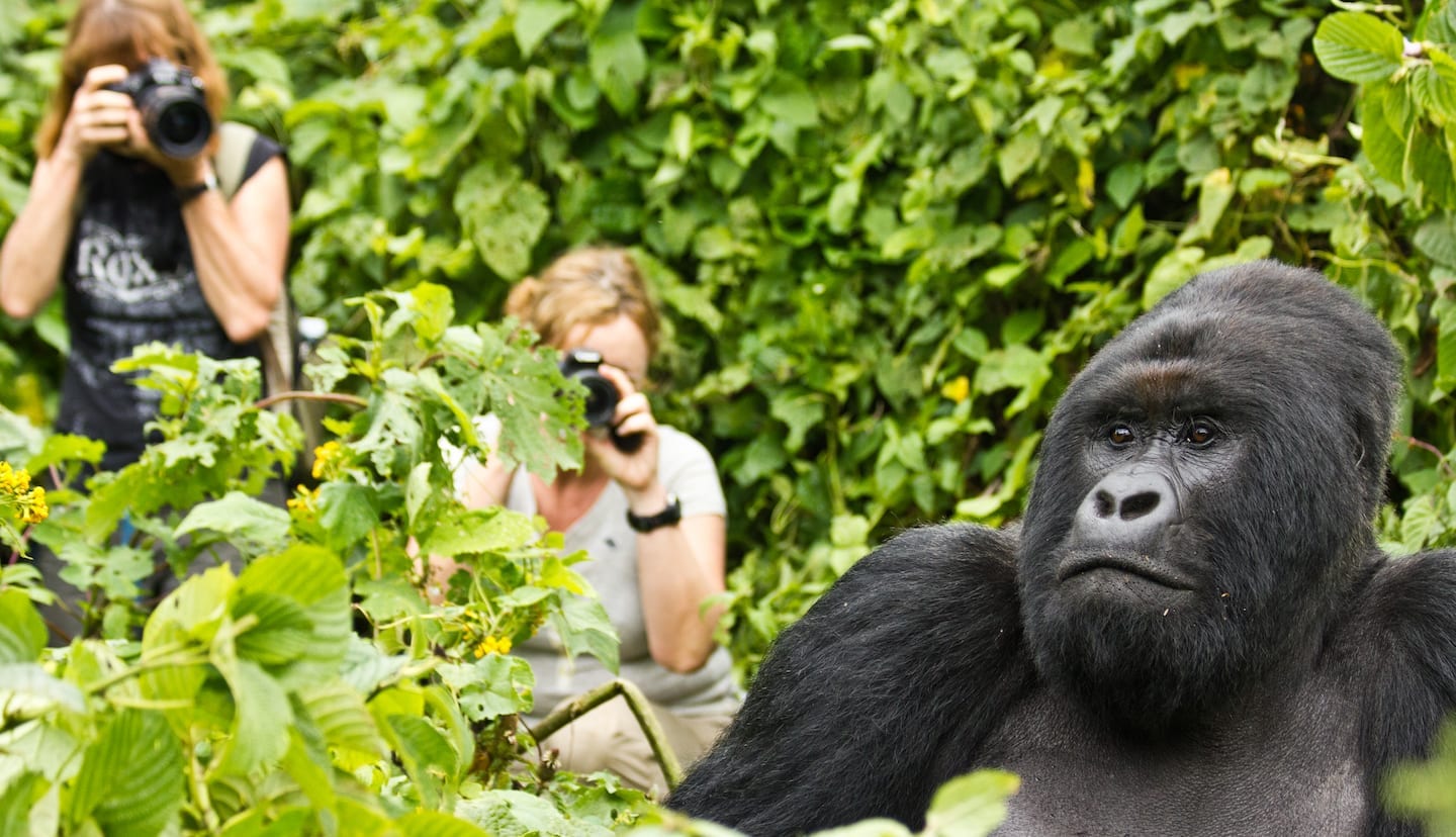 Primate Safaris