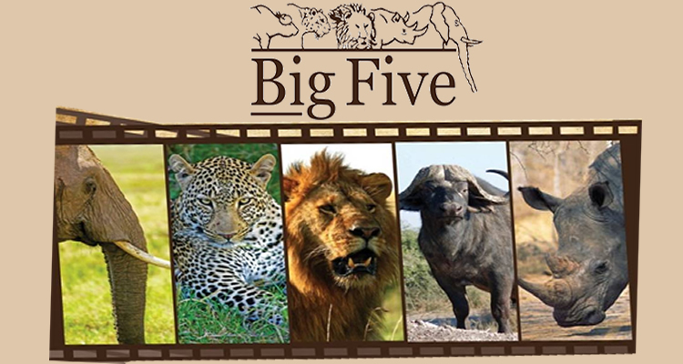 African Big Five Safaris