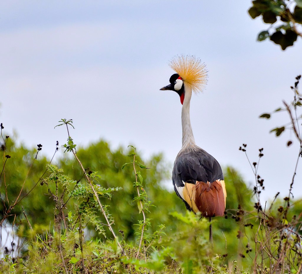 African Nature Trekkers