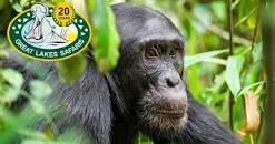 Gorilla & Primate Safaris