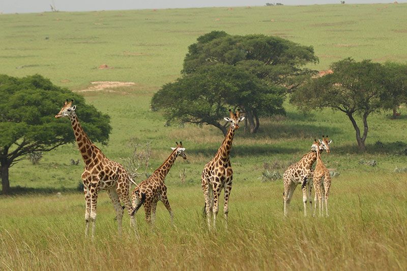 Wildlife Frontiers
