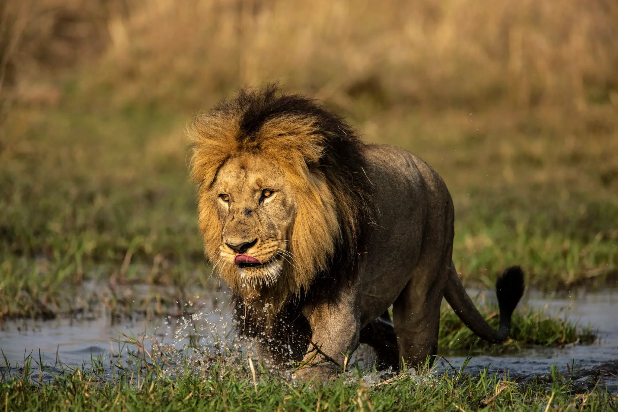 Simba Gorilla Frontiers Ltd