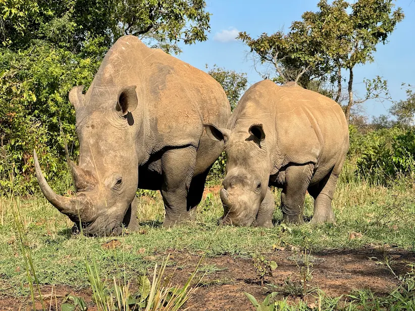 Rhino Trekking