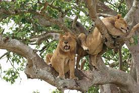 Wildlife Game Drives
