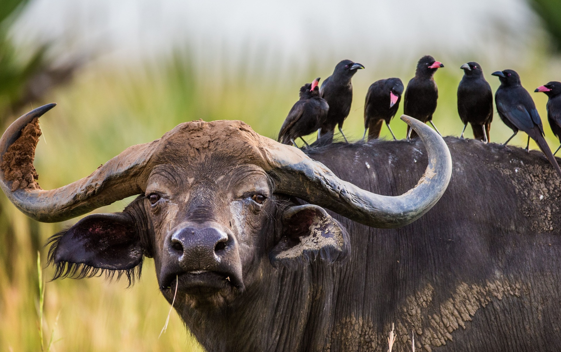 Uganda Tourism Board