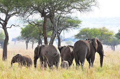 AA Safaris and Tours Limited